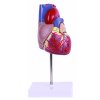Srdce anatomický model Infinite medstyle, Model anatomiczny serca Infinite medstyle