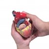 Srdce anatomický model Infinite medstyle, anatomie, model, Model anatomiczny serca Nieskończony styl medyczny, anatomia, model