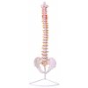 Páteř anatomický model Infnite Medstyle, Model anatomiczny kręgosłupa Infnite Medstyle