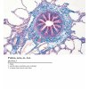 Histologické tričko dámské anglické, plíce, histologická trička 100% bavlna, stoprocentní bavlna, velikost XS, S, M, L, XL, obvod prsou, délka trika, délka rukávu, Koszulka histologiczna damska angielski, płuca, koszulki histologiczne 100% bawełna, 100% bawełna, rozmiar XS, S, M, L, XL, obwód klatki piersiowej, długość koszulki, długość rękawa