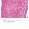 Histologické tričko dámské anglické, srdce, histologická trička 100% bavlna, stoprocentní bavlna, velikost XS, S, M, L, XL, obvod prsou, délka trika, délka rukávu, T-shirt histologiczny damski angielski, serce, histologia T-shirty 100% bawełna, 100% bawełna, rozmiar XS, S, M, L, XL, obwód piersi, długość koszulki, długość rękawa