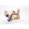 2280 14 ucho anatomicky model