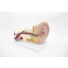 2280 1 ucho anatomicky model