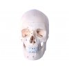 Lebka číslovaná anatomický model Infinite medstyle, anatomie, kost, kosti, čísla, Model anatomiczny numerowany czaszką Nieskończony styl medyczny, anatomia, kość, kości, liczby