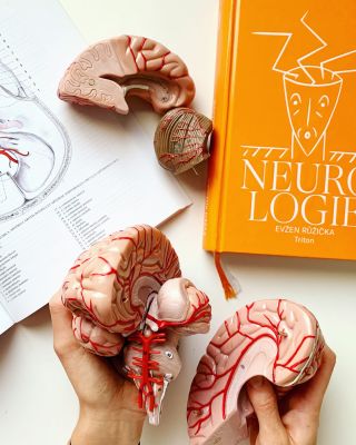 MOZKOVÉ BUŇKY NA NULE? 🧠 Náš anatomický model jde rozložit na části, má očíslované struktury a štítky, takže se v tom...