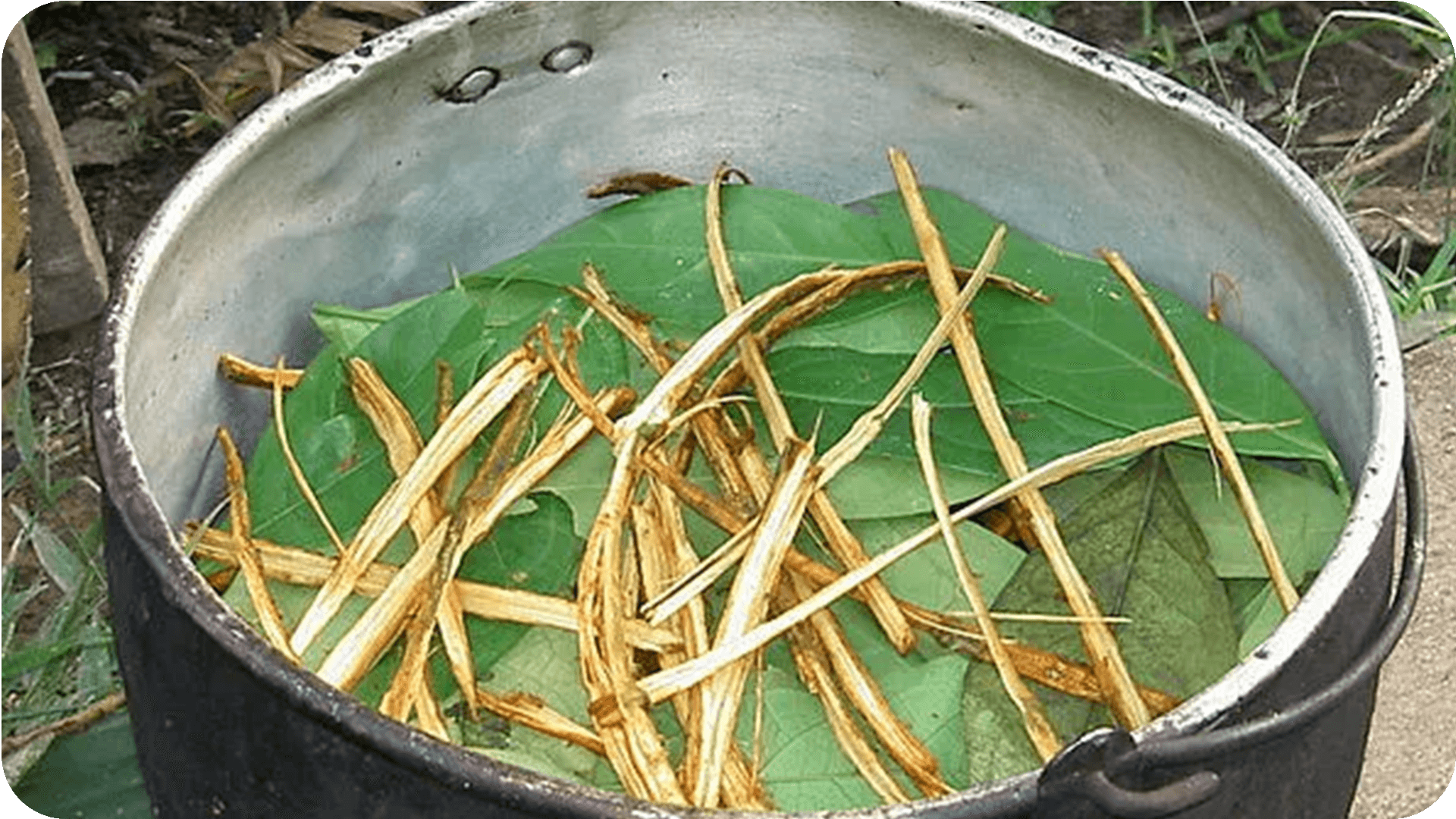Ayahuasca: Starobylý Nápoj s Moderními Účinky na Duši a Tělo