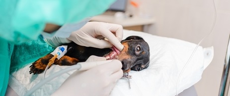 Veterinary medicine