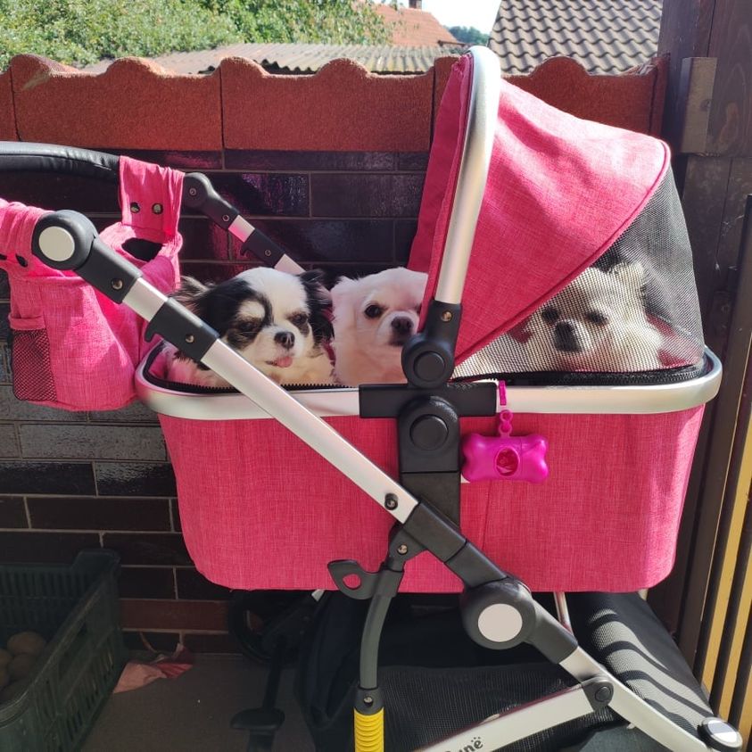 Spokojení zákazníci - s kočárky pro psy od Innopet.cz