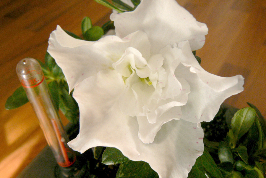 P1140354_1