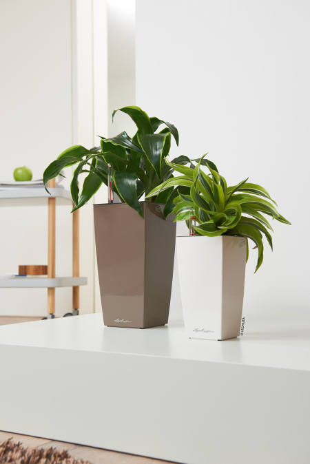 maxi-cubi-mini-cubi-Dracena2