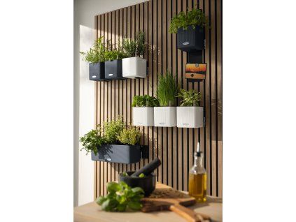 Sada na zelenú stenu