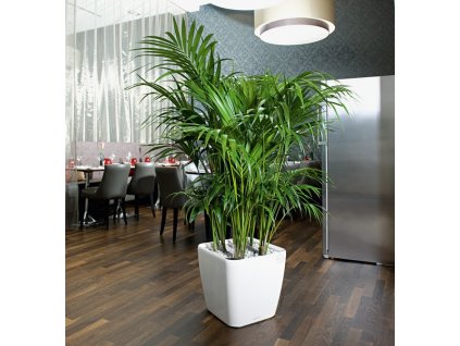 quadro43 biela Howeia