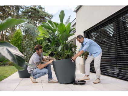 A TRD D70 sgr Strelitzia 2025