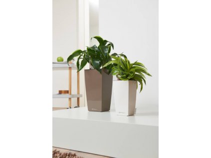 maxi cubi mini cubi Dracena2