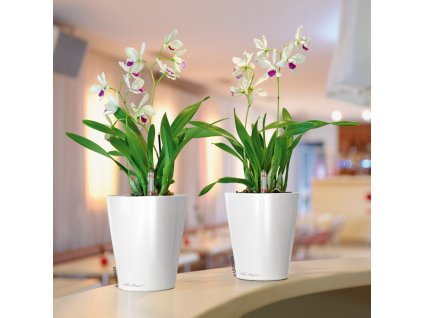 deltini lechuza biela orchidea
