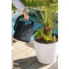 A TRD D50 LS w Chamaerops humilis MOJA giessen 2025