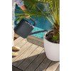 A TRD D50 LS w Chamaerops humilis MOJA PICO giessen 2025