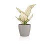 4008789166920 Color D 12 sandbr Anthurium 1