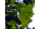 Ginkgo biloba