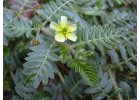 Tribulus terrestris – Kotvičník zemný