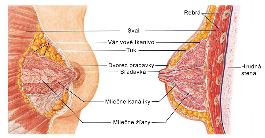 Anatómia-prsníka