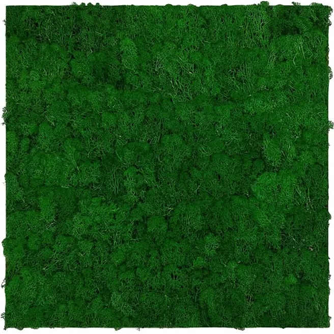 Nástěnný mechový panel Jangal Modular Wall / 52 x 52 cm / přírodní zelená Varianta: ivi1