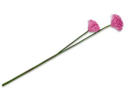 ALLIUMI Cesnakový kvet / plastový / ružový