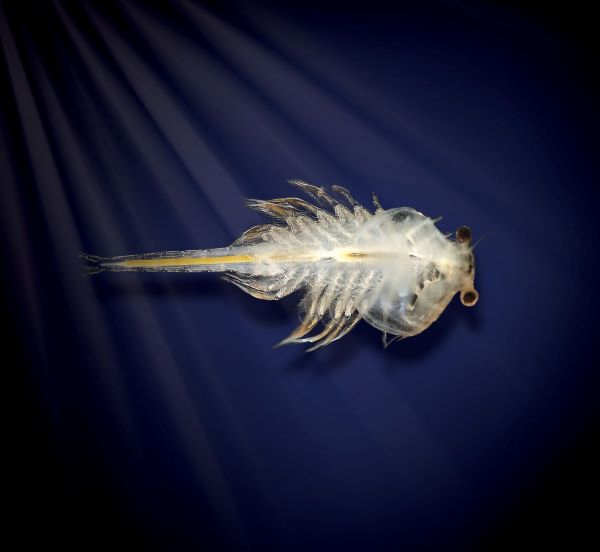 Artemia-plus_600
