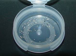 Triops_eggs_300