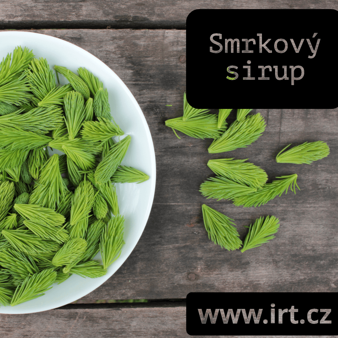 Jak udělat sirup ze smrkových výhonků?