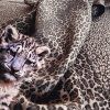 nositko onbuhimo didygo leo (1)