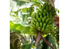 BIO Canary bananas  bananas from our island of La Palma