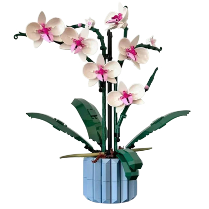 orchidej