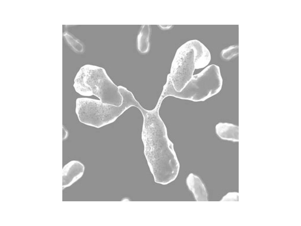 141415 1 human type vi collagen solution