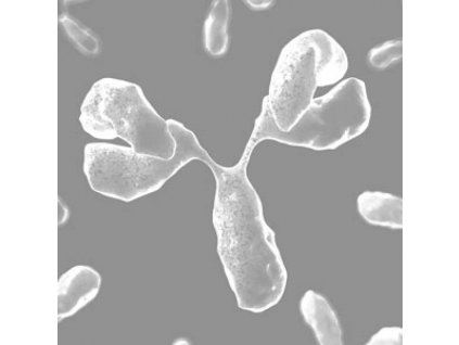 Bovine Type IV Collagen-Lyophilized