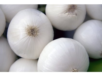 cipolla bianca