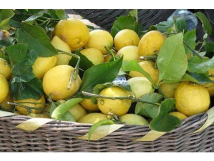 CITRONY