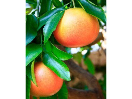 Pomelo Mediano