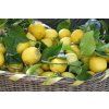 CITRONY