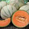 seedcatalogcom honey dew stutz supreme melon seeds 66956.1618372761