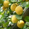 CITRONY