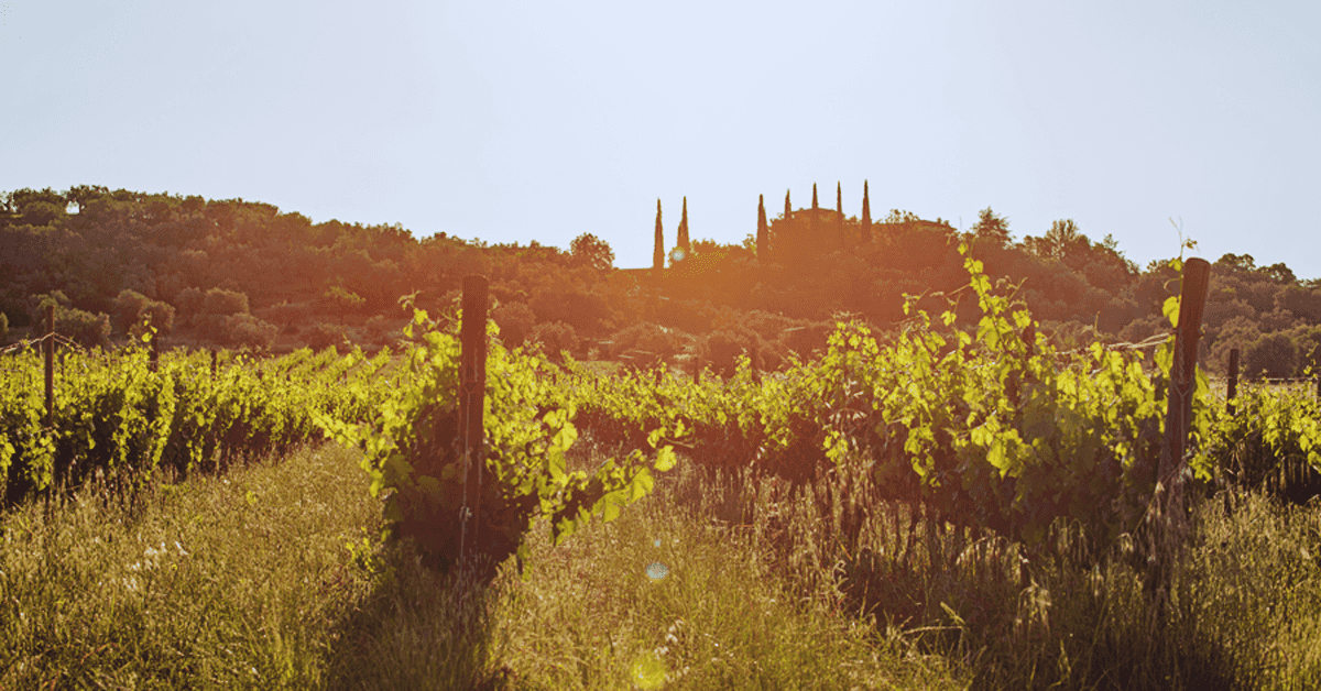 Vinařství Il Falcone