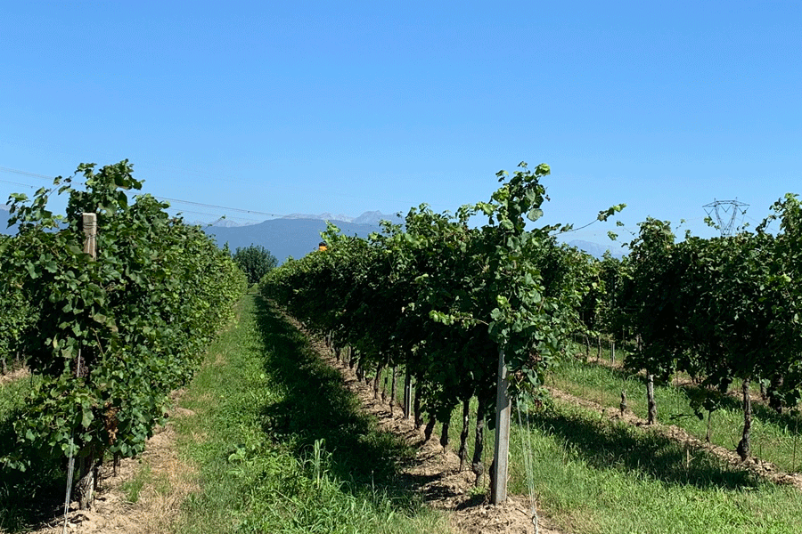 Vinařská oblast Prosecco