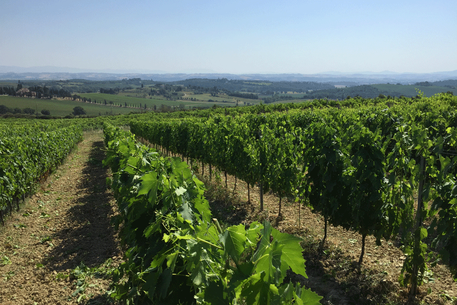 Toskánské Montepulciano - vinice s odrůdou Sangiovese