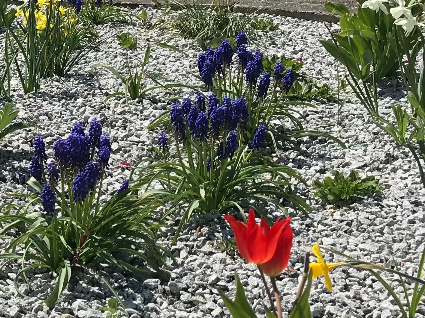 Výsadba cibulovin a péče o ně