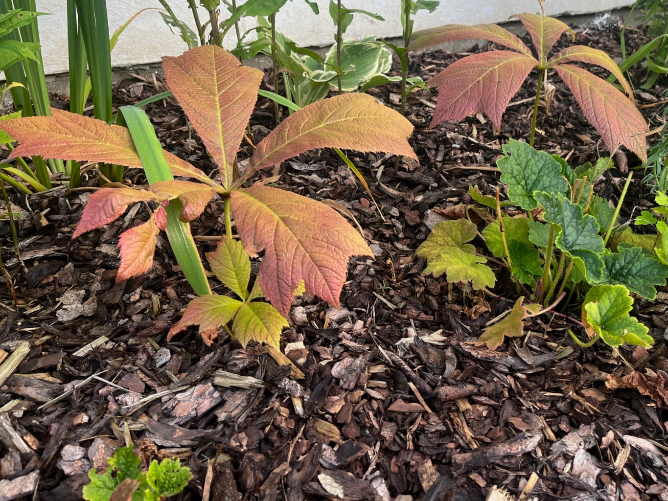 Mulčování trvalek – pomoc nebo zátěž?