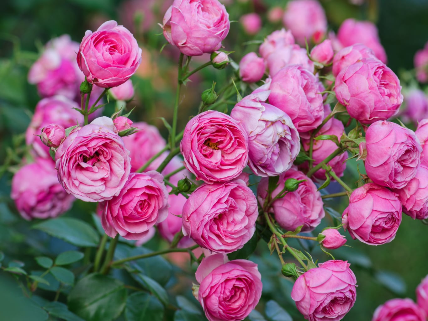 Jak pěstovat růže