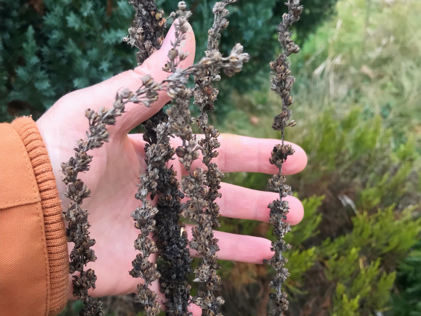 Pěstování trvalek ze semínek