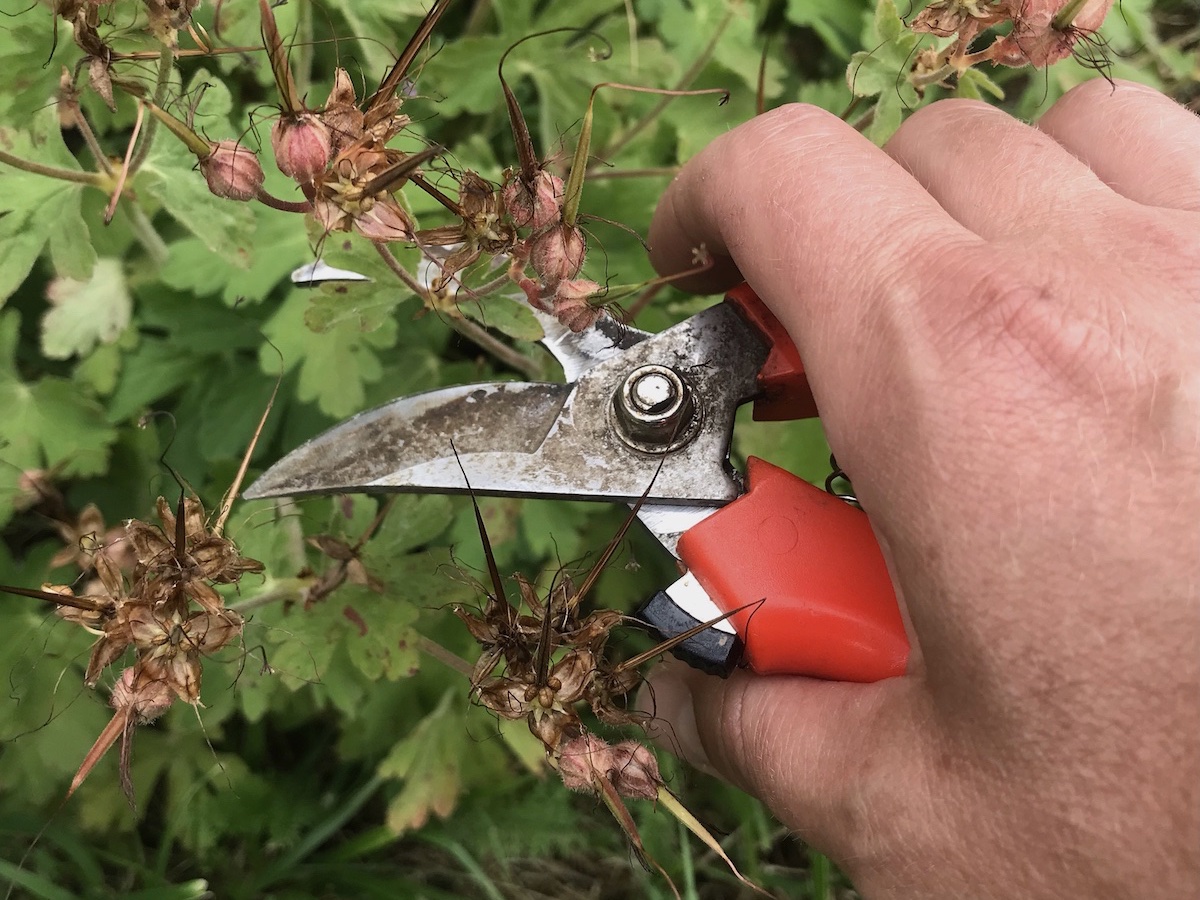 Kdy stříhat trvalky