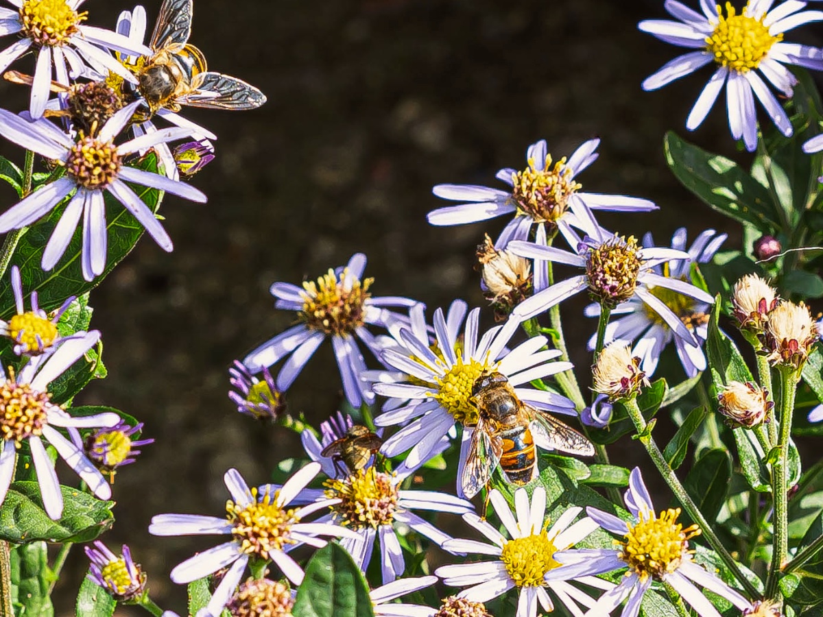 7 tipů pro zdravou zahradu